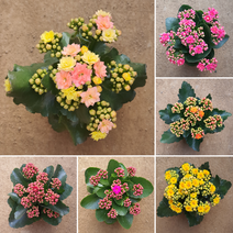 [무지개 / 다양한 색상선택] 칼란디바 카랑코에, 07. (라도스) 분홍