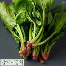 남해 섬초 시금치 1kg 5kg 10kg 2월 제철 나물 남해초 햇시금치 산지직송 2kg 3kg 4kg