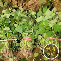 더야채 해남 산지직송 꿀(베니하루카) 호박(호감미) 밤(진율미)고구마모종 고구마순1kg 3kg 5kg 10kg 20kg, 꿀고구마(베니하루카) 모종, 1kg