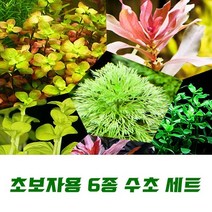 초보자용 6종 수초세트 초보자수초 음성수초