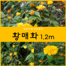 착한가격 나무생각 / 황매화 / 1.2m / 5주