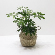 홍콩야자(소) 해초바구니 관엽식물 실내인테리어식물, 단품
