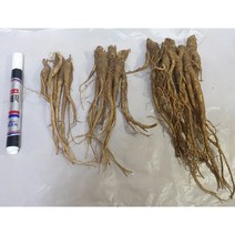 (원진약초농원) 2년생 잔대모종 10주(10개)/사삼모종/딱주모종, 중묘