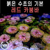 [비바소녀] 붉은수초의 기본 레드 카붐바 (10촉)