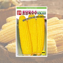 초당옥수수 100립 옥수수씨 초당옥수수 씨앗 대장 아시아종묘