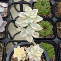 살구미인금 다육이 가을에는 핑크으로 물드는 다육식물 82-50, 토분, 1개