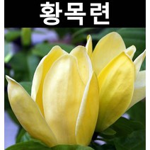 황목련 R4cm내외(분) 1개/나무 묘목/활엽수/정원용