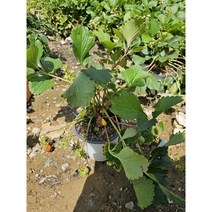 무배특가 딸기모종품 열매가 맺혀있어요 20-40cm 89