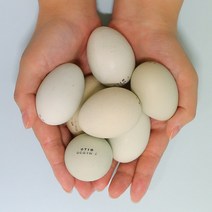 안동 자연방사 청란 청계닭 계란 20~60구, 유정란 (청란) 60구