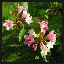 (나무농장) 삼색병꽃 7치 화분