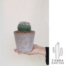 *티에라선인장* 키우기 쉬운 선인장 완제품_ 금황환 / 옹옥 / 연필 / 알로에 선인장 - 납작직선토분, 옹옥 (받침포함)