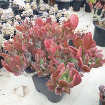 [수암다육] 호빗당인 랜덤발송 Kalanchoe Luciae Oricula 다육 다육이 다육식물 Succulent 반려식물 국민다육 선인장 미니선인장, 1개