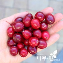 [나무인] 크랜베리 포트묘 2그루