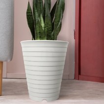 40cm 큰 화분 높은 식물 산세베리아 타이거하니 여인초 키우기, 핑크