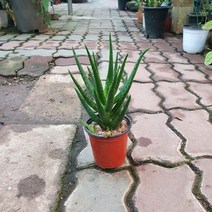 꽃백화점 미니알로에 소품 10~30cm 25 선인장 다육식물, 1개