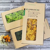 스칸디아모스 500g 천연이끼 천연가습 공기정화, 아이스블루