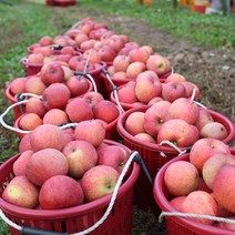 아침햇살 사과 2.5kg 4kg 가정용 기스과/홍로품종, 5kg, 03_4kg(가정용)[25~30과]-꼬꼬마사과 기스과