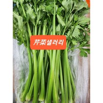 [신중국식품]싱싱샐러리 중국품종 야채샐러리 친차이 만두속& 볶음요리, 1kg, 1개