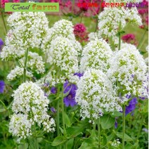 씨앗 팝플러스 꽃 향기가 강한 주피터의수염(Centranthus) 15립