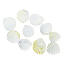 화석만들기 과학수업 조개껍데기 대 10개 방과후교실 자연과학 DIY 실험실