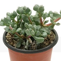 백봉국-관목형태의다육/애성/벽어연/다육식물