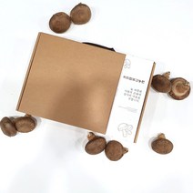 표고버섯 생표고버섯 1kg 건표고버섯 100g, 생표고 선물세트