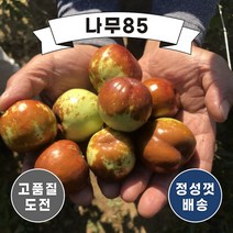 (나무85) 대추나무묘목 7종 시리즈, 2.사과대추 접목1년 ( 2주묶음 )