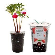 [바보사랑] 컵가든 봉선화 키우기, 상세 설명 참조, 상세 설명 참조