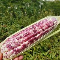 강원도 영월 찰옥수수 흑찰옥수수 30개 50개 미흑찰옥수수 생옥수수 햇옥수수, 1박스, 흑찰 옥수수 30개