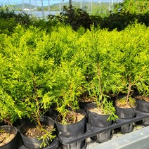 봄바람가든 골든브라반트 4치장포트 꼼꼼한포장 측백나무 피톤치드 서양측백 에메랄드그린