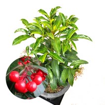 만냥금 (백량금)