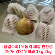 (당일수확) 제철 고당도 영암 무화과 1kg 2kg 홍무화과 품질좋은무화과 햇무화과 고당도무화과 생무화과 꿀무화과