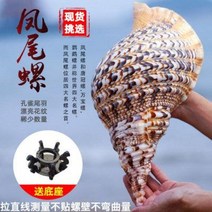 철갑상어키우기 구피암컷 베타암컷 천연초대법 너트 봉미나사 4대 명나사 자개 소라, 09 4041cm(기단보내기)