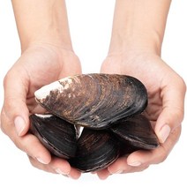 해녀당일채취 서해 자연산 홍합 섭 담치 특대 대왕사이즈, 대담치4kg(60-90미내외)