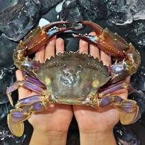 신안 돌게 급냉 박하지 민꽃게 벌떡게 게장용 돌게장 소 중 대 3kg, 돌게 (암수구분X), 돌게 대3kg (암수구분X), 1개