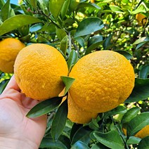 제주 하귤 나스미깡 아마나스 3kg 5kg 10kg, 제주 무농약 하귤 10kg