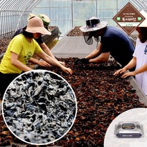 마이산 오형제 목이버섯 무농약 청정지역 직접재배 산지직송, 친환경 건목이버섯 1박스, 50g