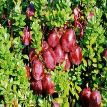 착한가격 나무생각 / 크렌베리 / 5치포트 / 결실주, 1세트