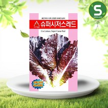 솔림텃밭몰 적로메인상추씨앗 슈퍼시저스레드 1000립 로메인상추
