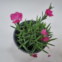 백두산향패랭이/야생화