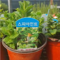 스피아민트 10cm 포트 화분 허브모종 식용허브 허브키우기