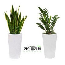 퇴계원꽃배달 퇴계원꽃집 개업화분, 소품, 06 인삼팬더