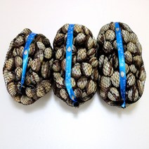 일등농수산 벌교꼬막 특대 10kg, 1개