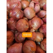 [수연중국식품] 중국양파 미니양파(모충), 1박스, 10kg