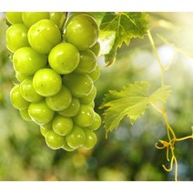 튼튼마트 고당도 샤인머스켓 2-2.5kg 4kg 원플원, 4kg(3~5송이)1+1