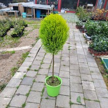무배특가 플랜테리어 거실화분 멋스러운 핫도그 대형율마 80-130cm 449