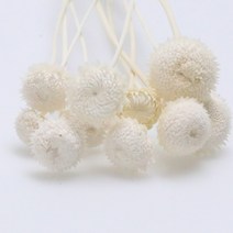 앨리플라워 프리저브드 소량 판매 드라이플라워 디퓨져만들기, 6-37골드버튼 화이트