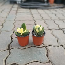 원플원 2개 황금염좌 소품 10~25cm 49