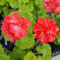 유럽제라늄 로즈버드 화이트링 제라늄 /퀀텀제라늄/폴락제라늄/마담살롱제라늄/벤쿠버제라늄, 마담살로, 9cm분소품, 1개