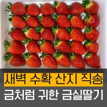 [산지직송 당일수확] 1일 1과 GAP 인증 논산 금실딸기 특사이즈 800g